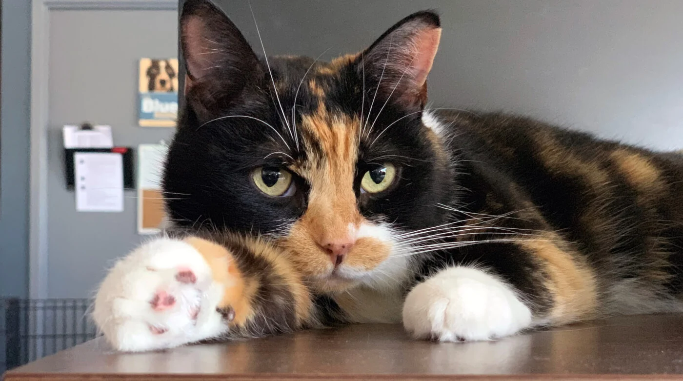 Fournitures Pour Animaux -Fournitures Pour Animaux IMG 9786 1