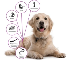 Drontal P XL Vermifuge Chien Gout Viande 2 Cps -Fournitures Pour Animaux drontal chien