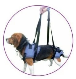 Harnais Handy Canis Pattes Arrières XL -Fournitures Pour Animaux handycanis complet 1 1 1 1