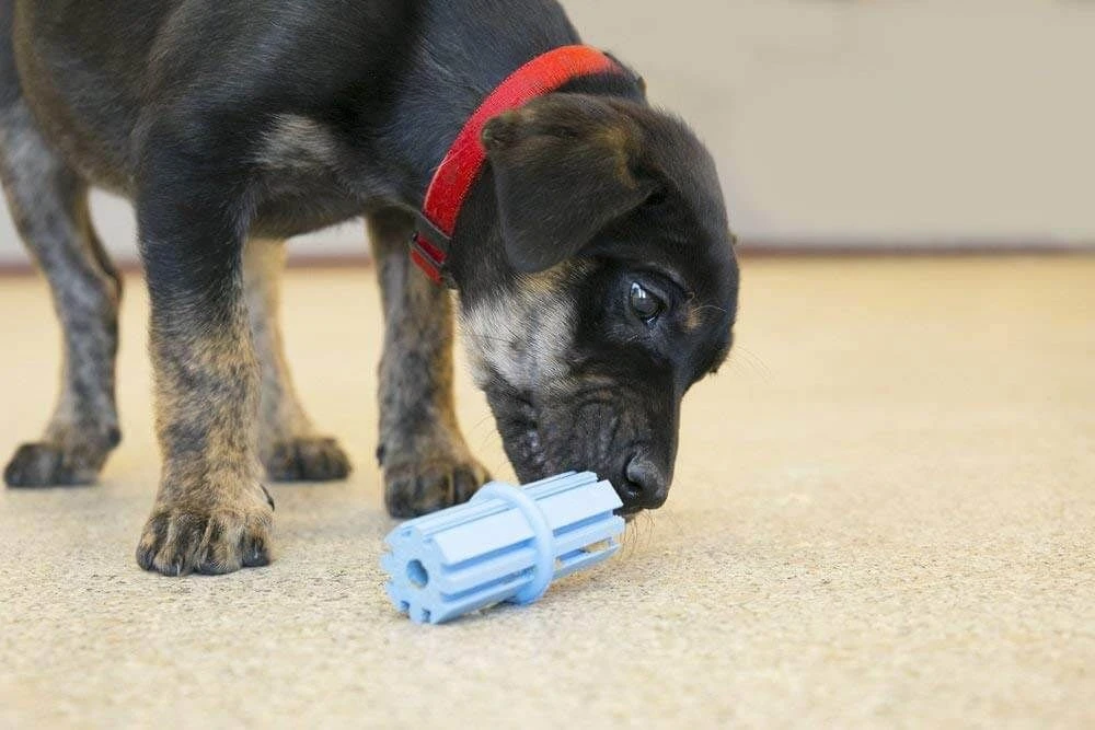 KONG Puppy Teething Stick M – Image 3