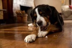 Prozym RF2 Sticks Chiens L +25 Kg 7 Prozym RF2 Sticks Chiens L +25 Kg -Fournitures Pour Animaux prozym rf2 sticks chiens l 25 kg 1