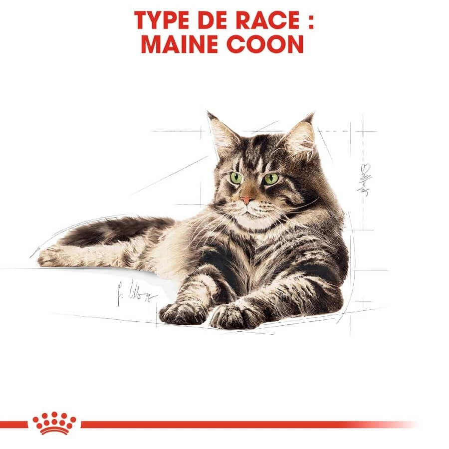 Royal Canin Maine Coon Adult 2 Kg 4 Royal Canin Maine Coon Adult 2 Kg – Image 2