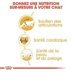 Royal Canin Maine Coon Adult 2 Kg 14 Royal Canin Maine Coon Adult 2 Kg -Fournitures Pour Animaux royal canin maine coon adult 5