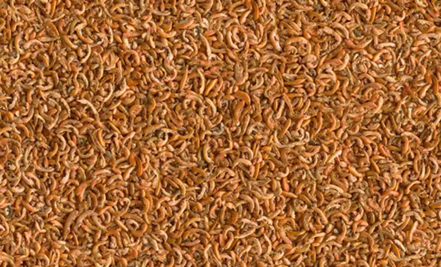 Tetra Grammarus 250 Ml - Destockage 4 Tetra Grammarus 250 Ml - Destockage – Image 2