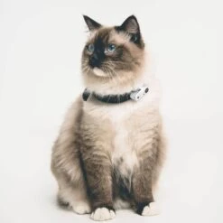 Tickless Mini Cat Blanc Rechargeable -Fournitures Pour Animaux tickless mini cat blanc rechargeable3