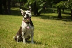 Tickless Pet Rose à Pile -Fournitures Pour Animaux tickless pet rose pile3